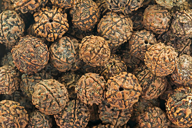 how to identify original rudraksha